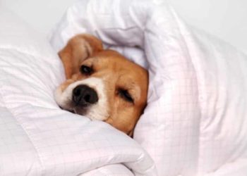 Pourquoi un chien veut dormir avec son maitre ?