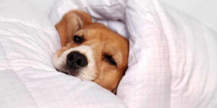 Pourquoi un chien veut dormir avec son maitre ?