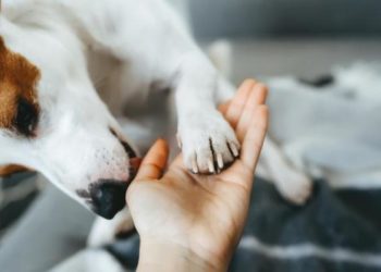 Pourquoi mon chien me sourit ?