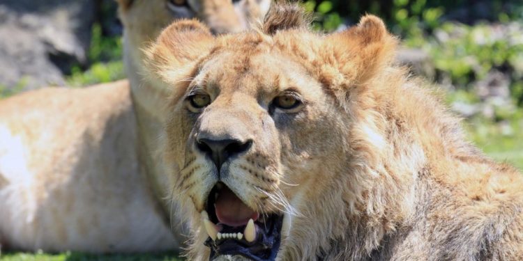 Quel est l'animal le plus heureux de la terre ?