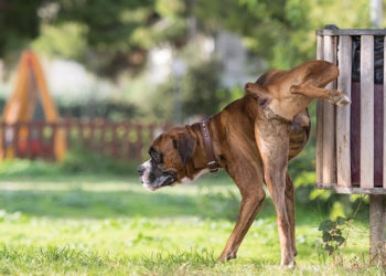 Pourquoi un chien Fait-il pipi partout ?