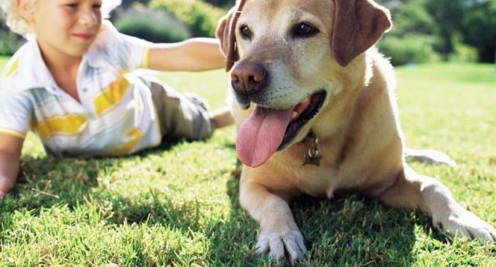 Comment eviter qu'un chiot pleure quand il est seul ?