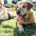 Comment eviter qu'un chiot pleure quand il est seul ?