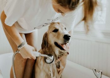 Comment savoir si un chien a une infection urinaire ?