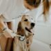 Comment savoir si un chien a une infection urinaire ?