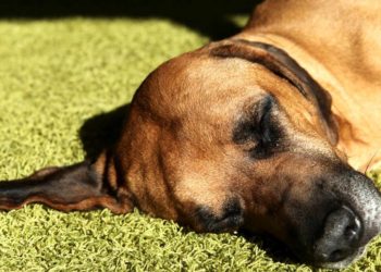 Comment arrêter le vomissement d'un chien ?