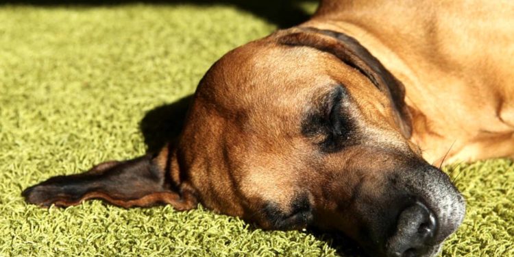 Comment arrêter le vomissement d'un chien ?