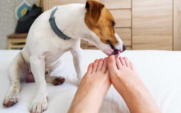Pourquoi mon chien me lèche les seins ?