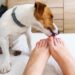 Pourquoi mon chien me lèche les seins ?