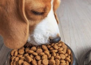 Quelles croquettes pour chien qui se gratte ?
