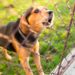 Comment faire comprendre à un chien d'arrêter de se gratter ?