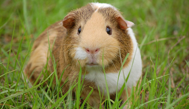 Est-ce que les cochons d'Inde aime l'eau ?