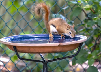 Comment donner à boire au hamster ?