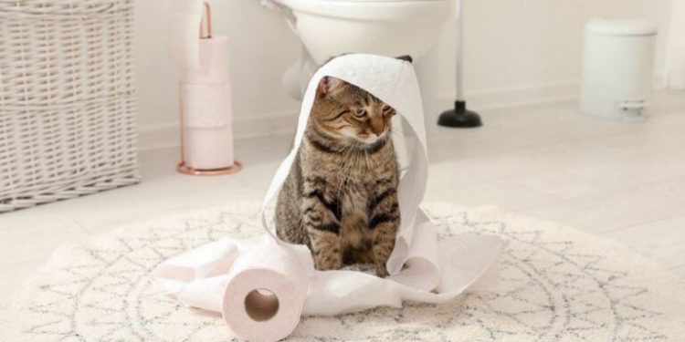 Pourquoi mon lapin fait pipi en dehors de sa litière ?