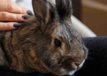 Pourquoi mon lapin me suis ?