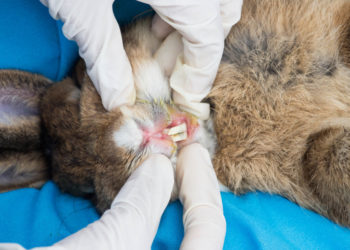 Pourquoi Steriliser un lapin mâle ?