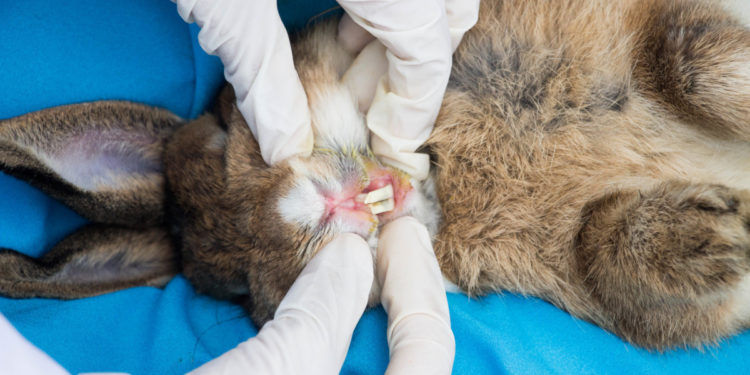 Pourquoi Steriliser un lapin mâle ?