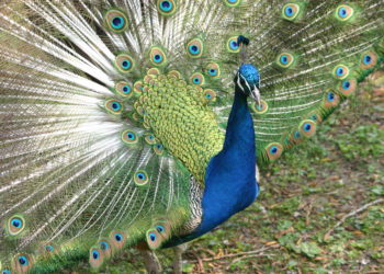 Est-ce que la femelle du paon fait la roue ?