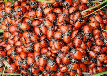Pourquoi j'ai plein de coccinelles dans la maison ?