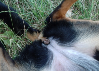 Comment se nomme la femelle du kangourou ?