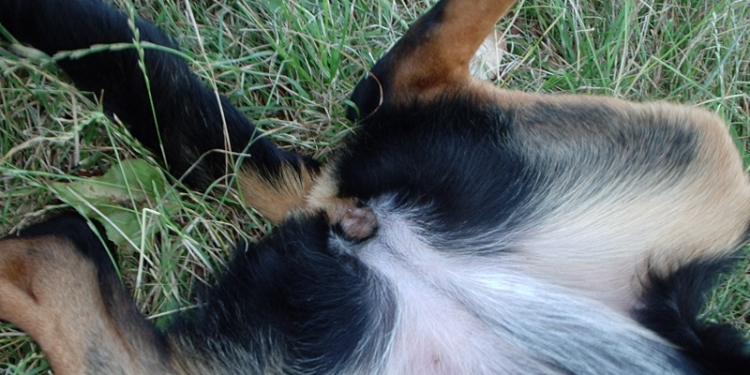 Comment se nomme la femelle du kangourou ?