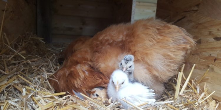 Où mettre une poule qui est morte ?