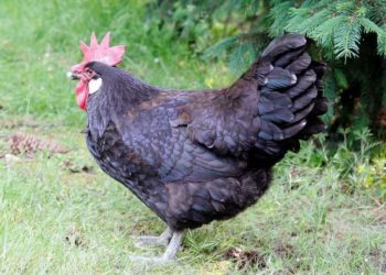Pourquoi la poule caquette ?