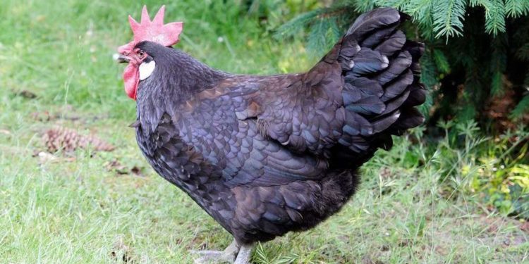 Pourquoi la poule caquette ?