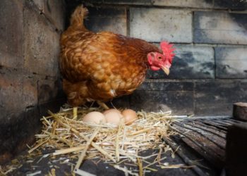 Comment meurt une poule ?