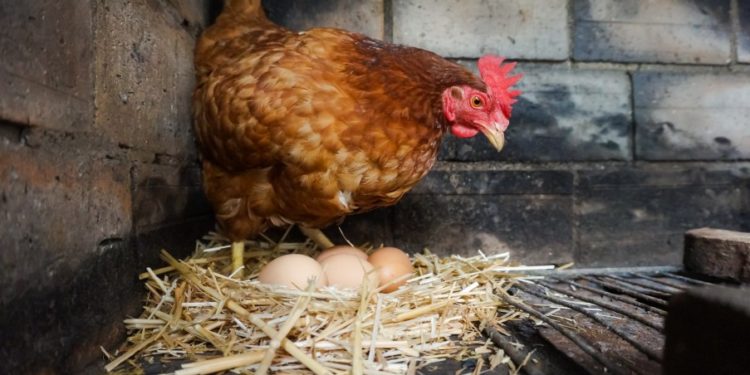 Comment meurt une poule ?