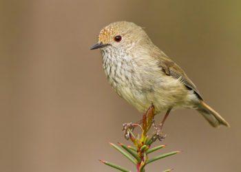 Où dorment les tourterelles l'hiver ?