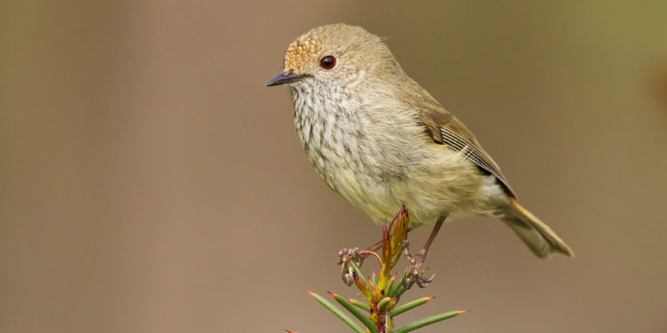 Où dorment les tourterelles l'hiver ?