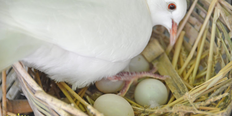 Comment nourrir une petite colombe ?