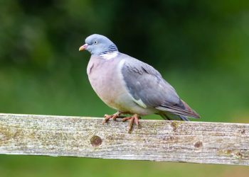 Quelle est la différence entre une tourterelle et un pigeon ?
