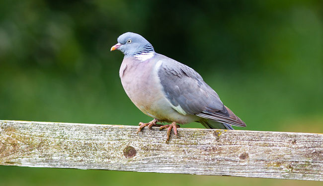 Quelle est la différence entre une tourterelle et un pigeon ?