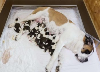 Pourquoi les poils de mon chat deviennent blancs ?