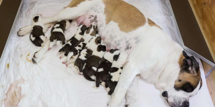 Pourquoi les poils de mon chat deviennent blancs ?