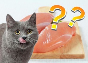 Quelle viande Peut-on donner au chat ?