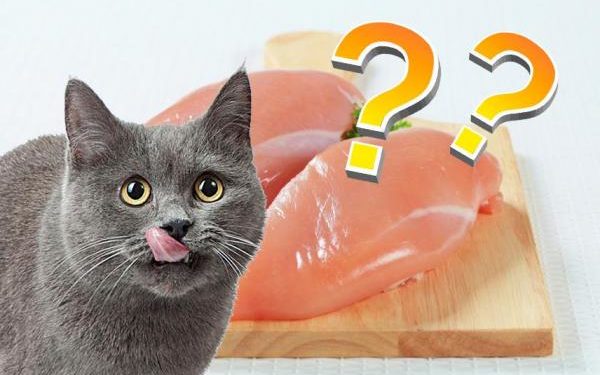 Quelle viande Peut-on donner au chat ?
