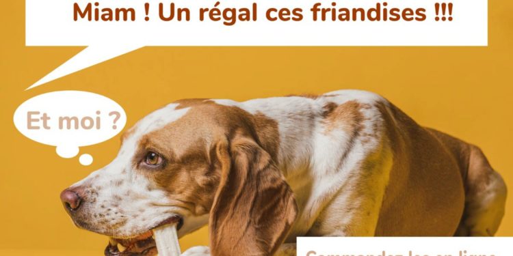 Est-ce que les chiens peuvent manger des nectarines ?