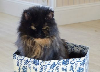 Comment donner des granules homéopathiques à un chien ?