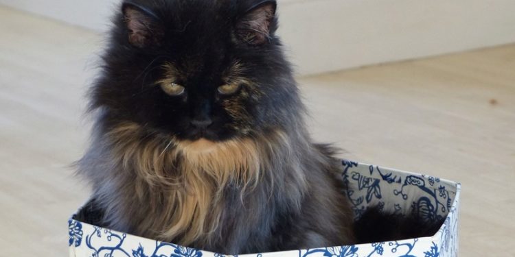 Comment donner des granules homéopathiques à un chien ?