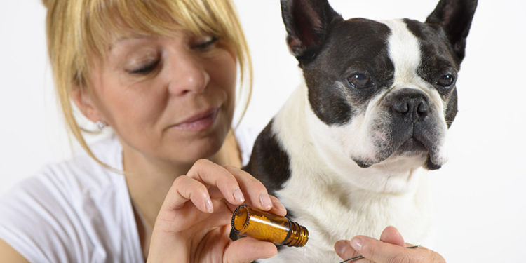 Quel antidouleur humain Peut-on donner à un chien ?