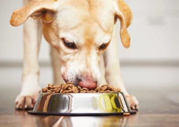 Quels sont les fruits interdits pour les chiens ?