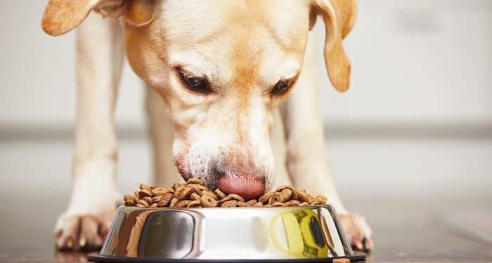 Quels sont les fruits interdits pour les chiens ?