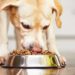 Quels sont les fruits interdits pour les chiens ?