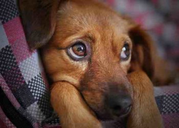 Quel médicament pour un chien qui tousse ?