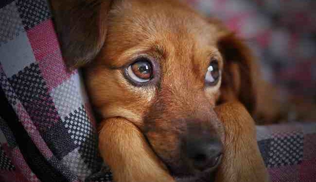 Quel médicament pour un chien qui tousse ?