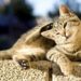Comment se comporte un chat qui souffre ?