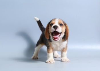 Comment habituer un chat à rester seul ?